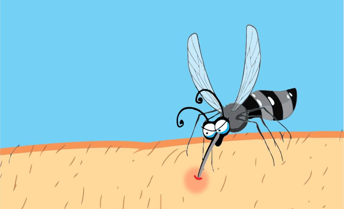 Why Do Mosquitoes Love Some People More Than Others The Science Behind Mosquito Magnets