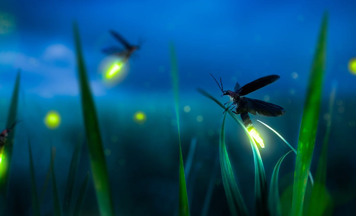 Fireflies Love, Light, and Deadly Deception