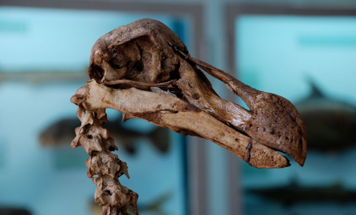 The Dodo Was a Survivor—Until We Arrived