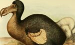 The Dodo Was a Survivor—Until We Arrived (3)