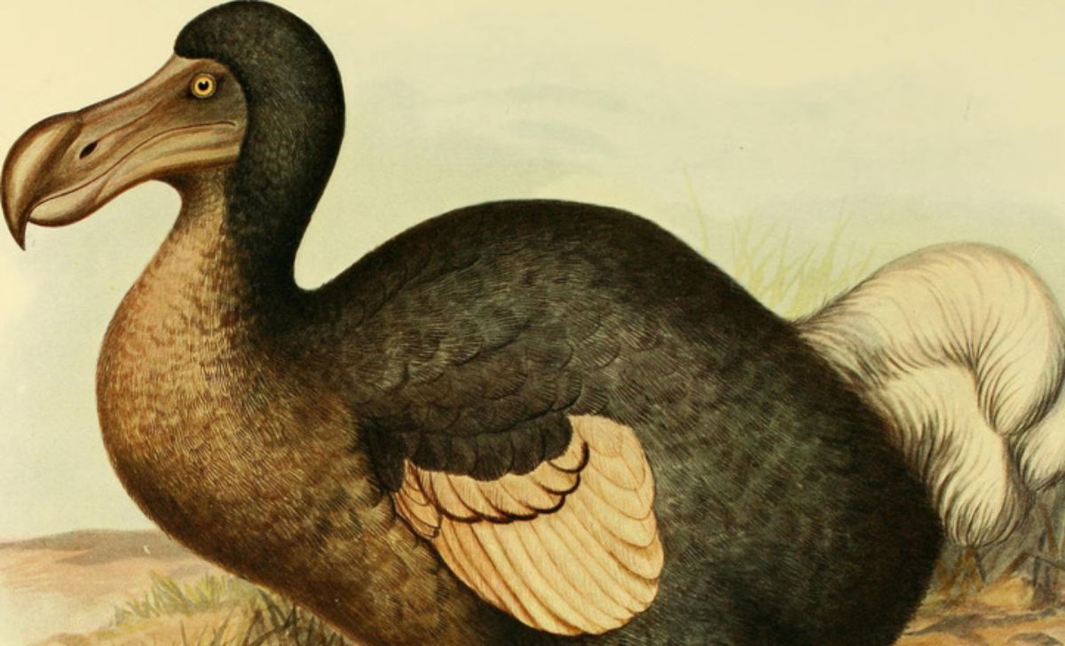 The Dodo Was a Survivor—Until We Arrived