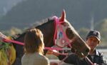 Haru Urara, Japanese Racehorse Famous For 113 Straight Losses, Dies At 29 (2)