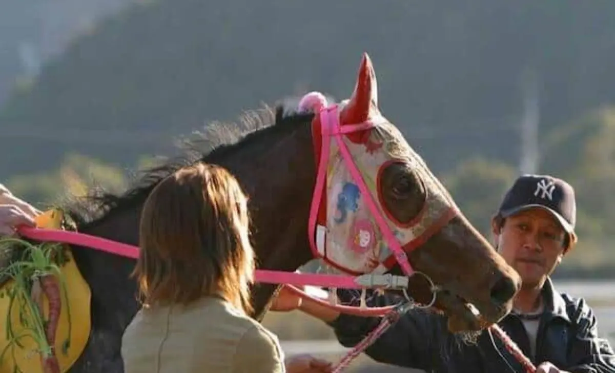 Haru Urara, Japanese Racehorse Famous For 113 Straight Losses, Dies At 29