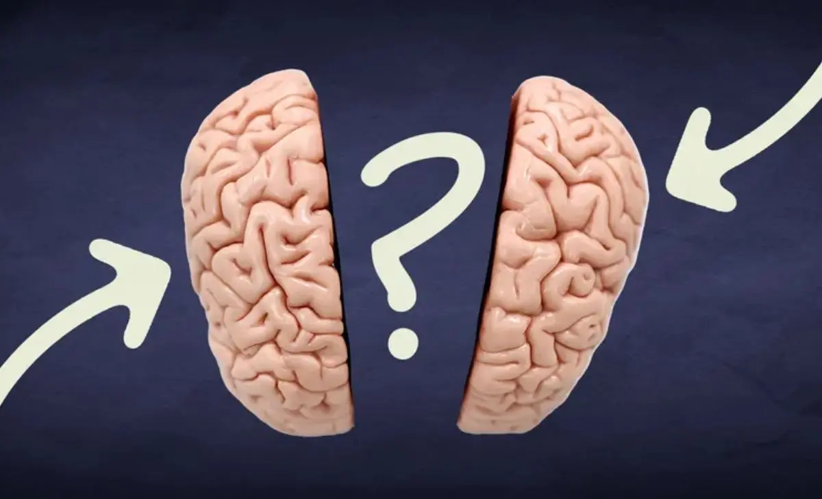 The Truth Behind the Left Brain–Right Brain Myth