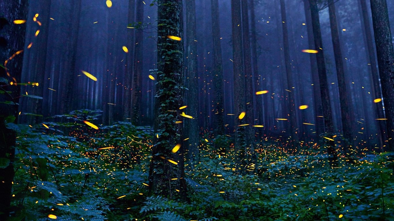How Fireflies Evolved